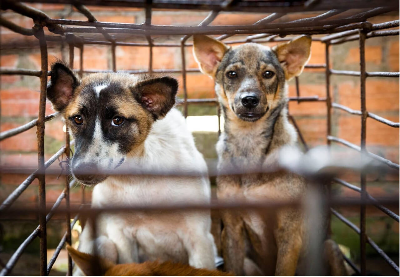 Requests to ban dog cat meat