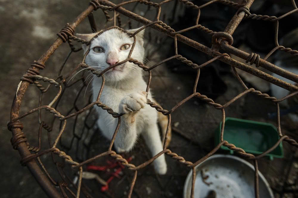 FOUR PAWS reveals pet theft as main indication of brutal dog and cat meat trade in Vietnam 1 FP