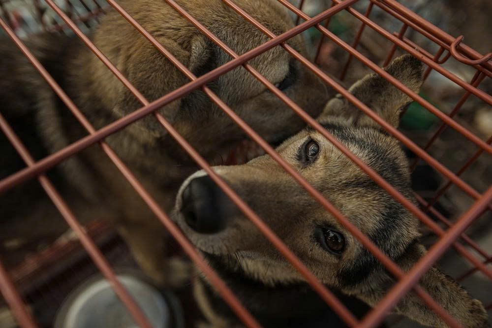 FOUR PAWS reveals pet theft as main indication of brutal dog and cat meat trade in Vietnam 2 FP2 1